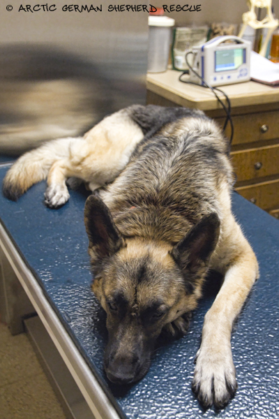 Arctic German Sherherd Rescue Dog Adoption Emergency Veterinary Care and Rehabilitation