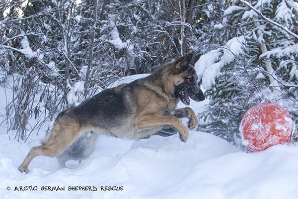 Arctic German Shepherd Rescue Foster Program