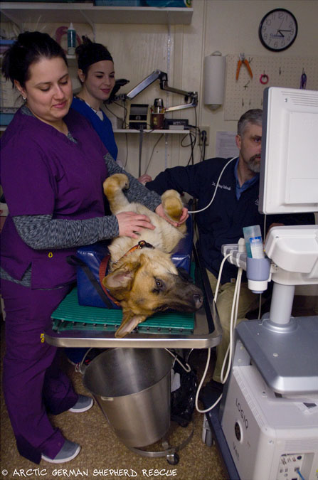 Arctic German Shepherd Rescue Canine Renal Dysplasia Ramiel