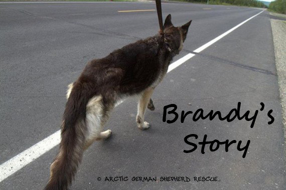 AGSR Long Road To Recovery Brandy Story