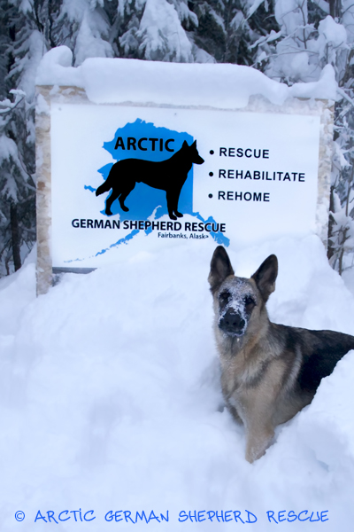 Contact Arctic German Shepherd Rescue