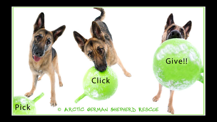 Arctic German Sherherd Rescue Pick Click Give