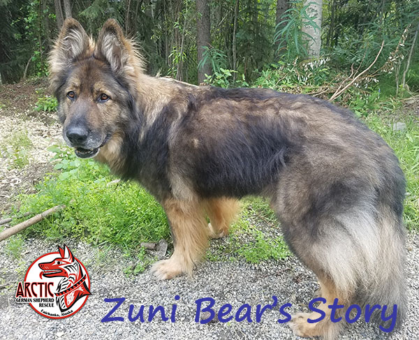 AGSR Long Road To Recovery Zuni Bear's Story